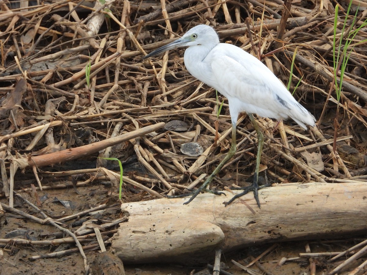 Little Blue Heron - ML614553262