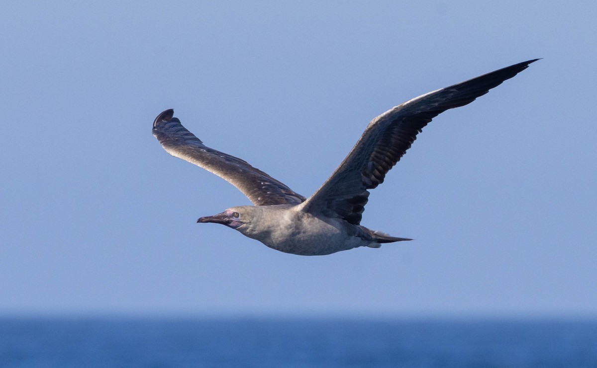 Red-footed Booby - ML614553315