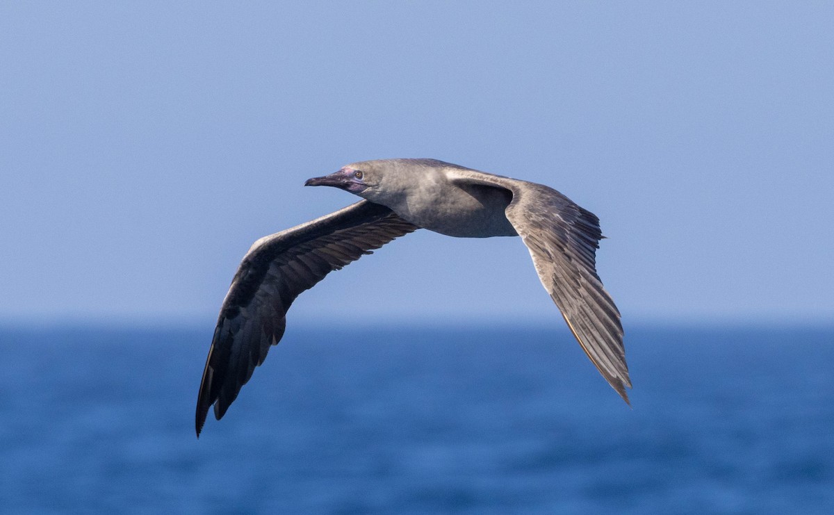 Red-footed Booby - ML614553316