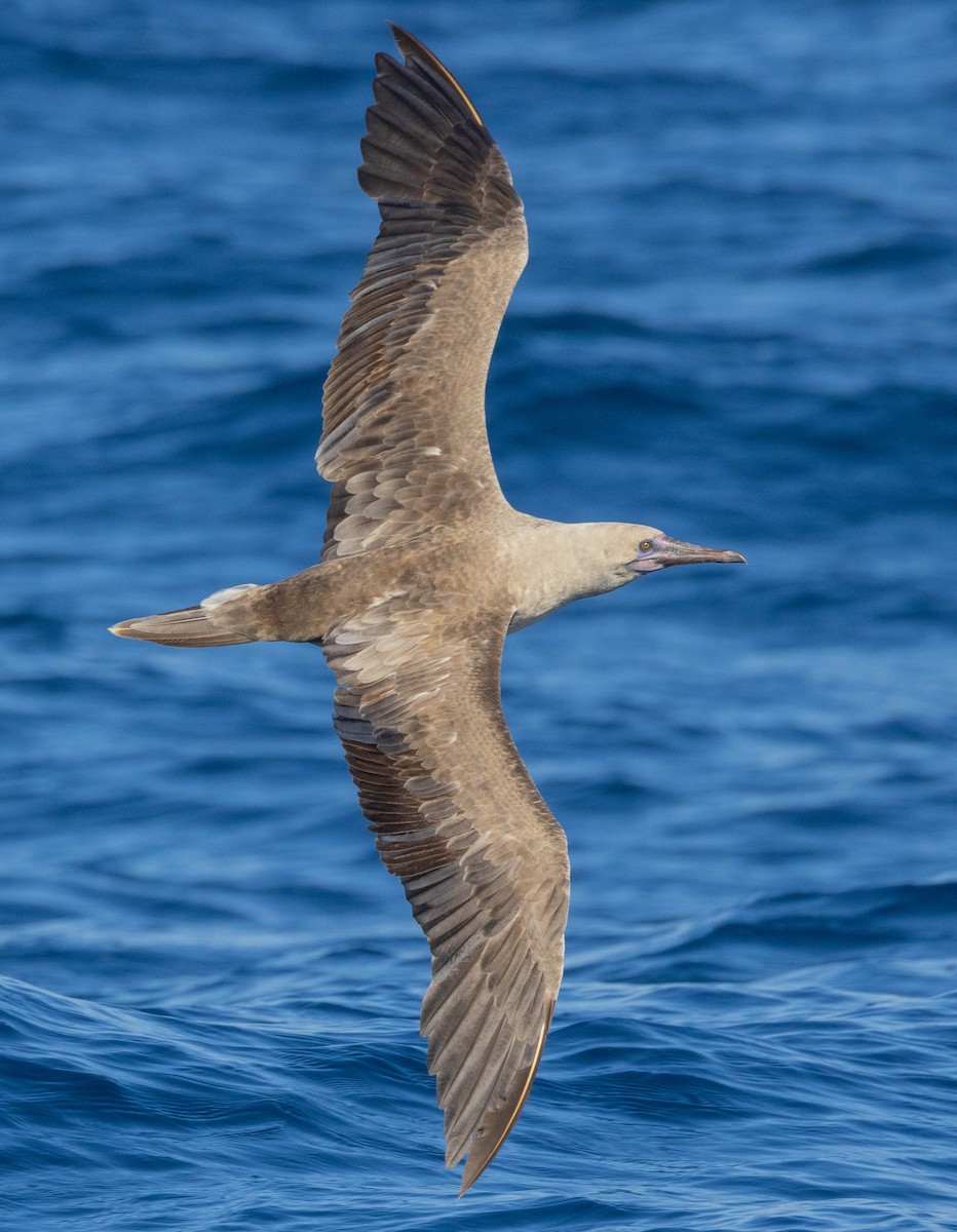 Red-footed Booby - Peter Bedrossian