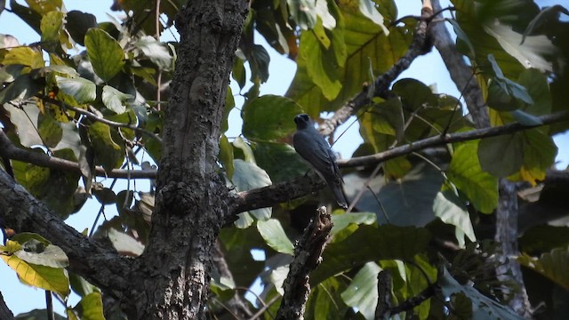 Indochinese Cuckooshrike - ML614553348