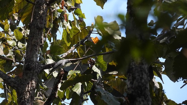 Indochinese Cuckooshrike - ML614553422