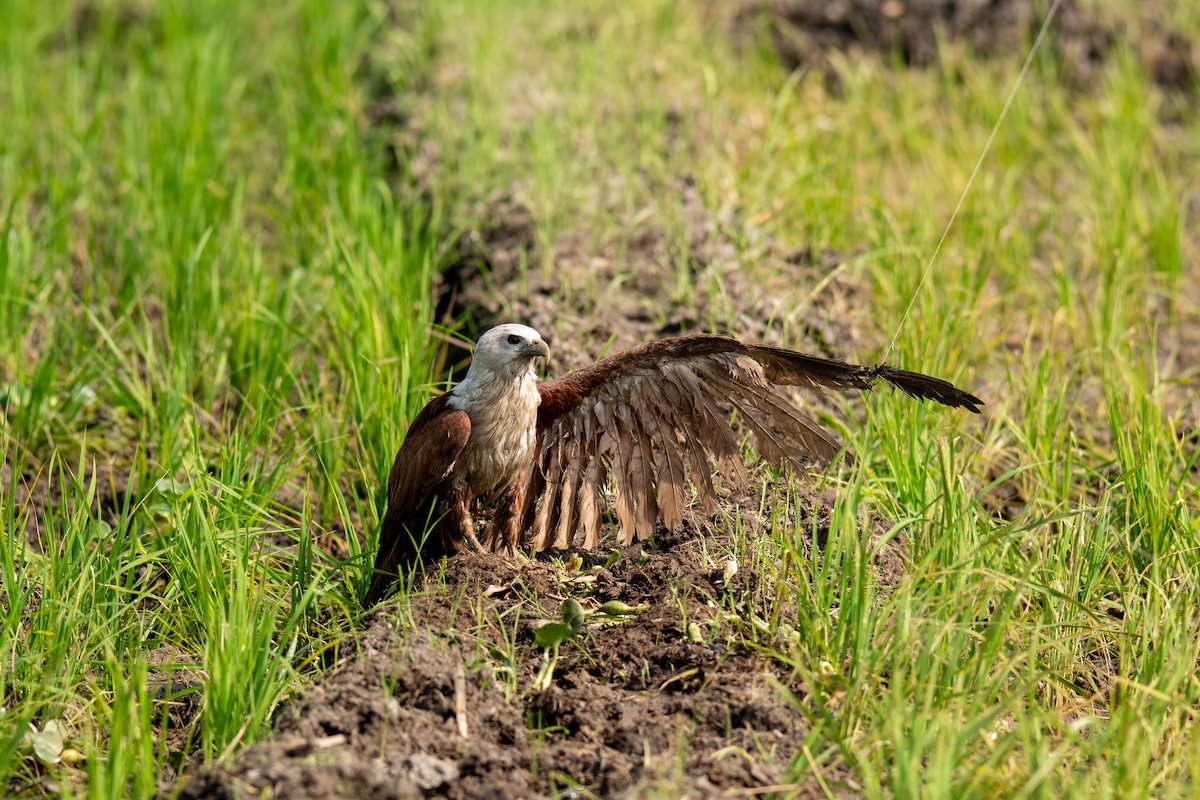 Brahminy Kite - Faisal Fasaludeen