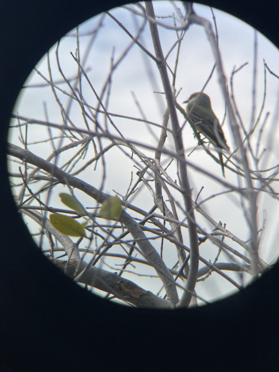 Great Kiskadee - ML614553505