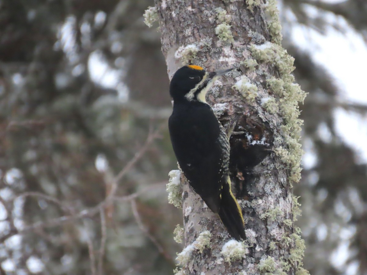 Black-backed Woodpecker - Laura Burke