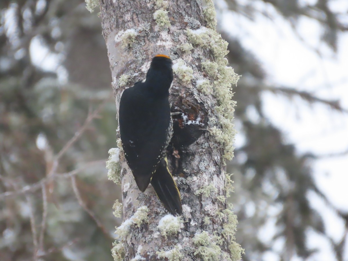 Black-backed Woodpecker - Laura Burke