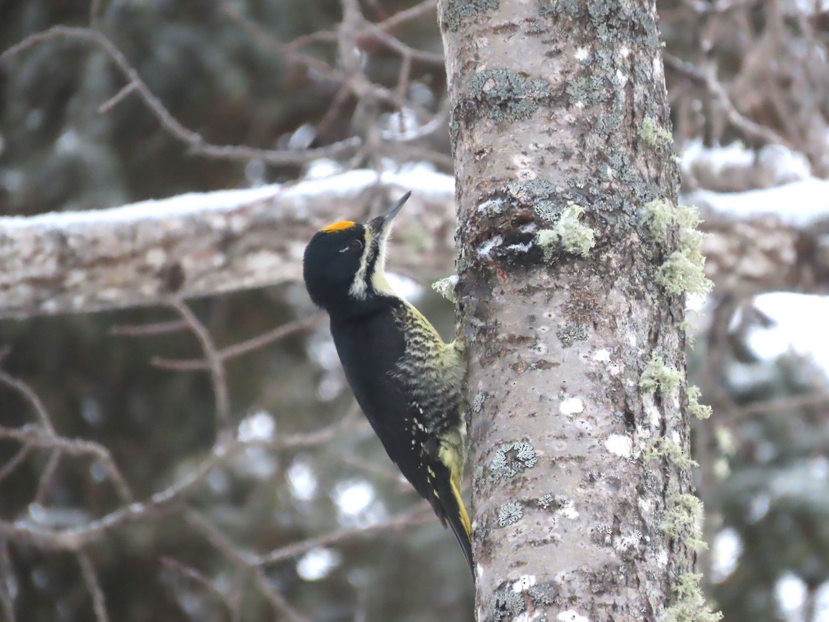 Black-backed Woodpecker - ML614553526