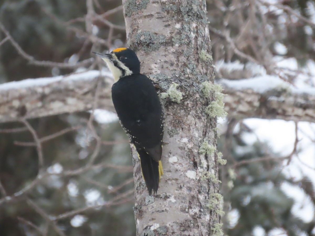 Black-backed Woodpecker - ML614553530