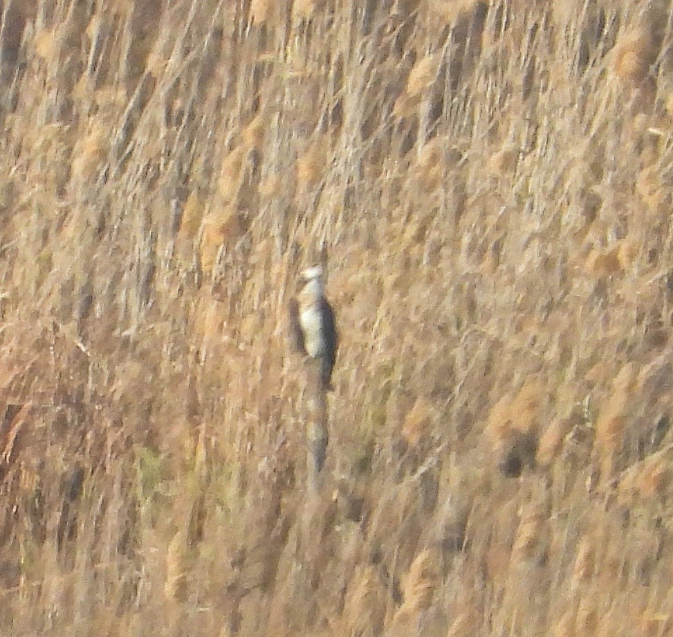 Águila Pescadora - ML614553567