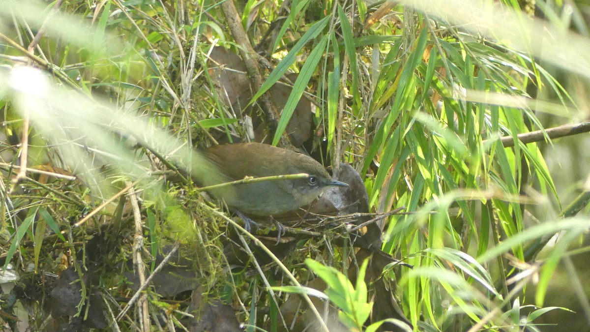 Sri Lanka Bush Warbler - ML614553662