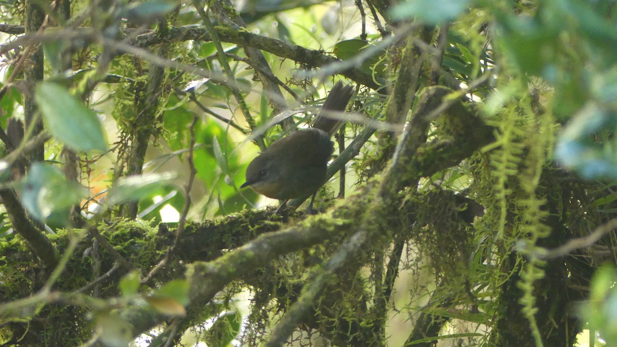 Sri Lanka Bush Warbler - ML614553664