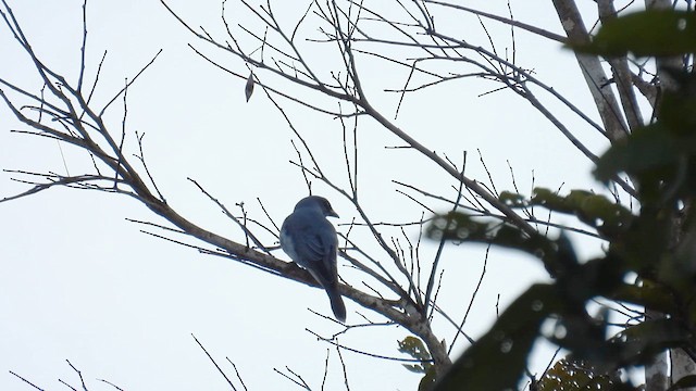 Indochinese Cuckooshrike - ML614553722