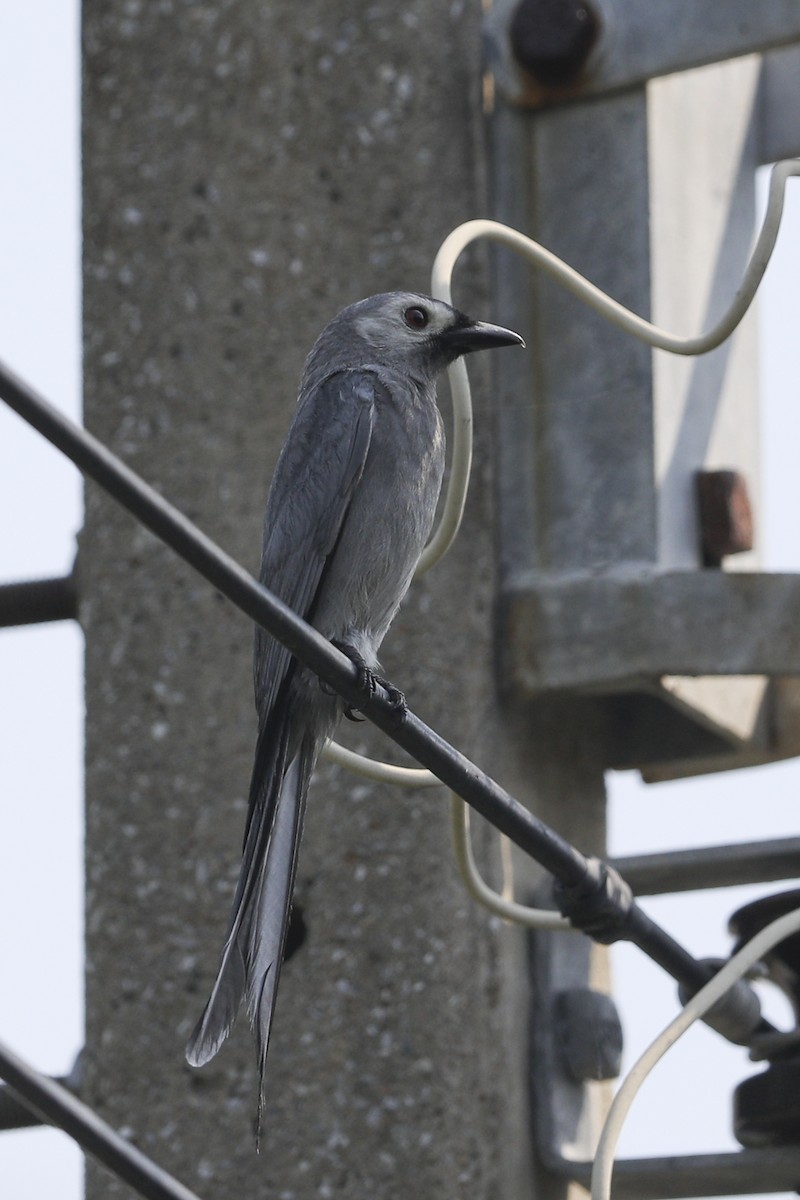 Ashy Drongo (White-cheeked) - ML614553741