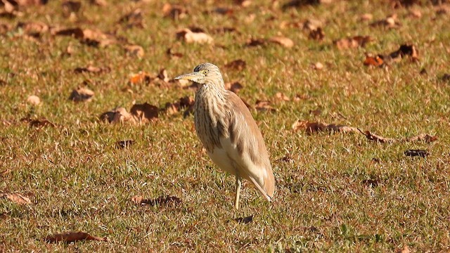 Chinese Pond-Heron - ML614553751