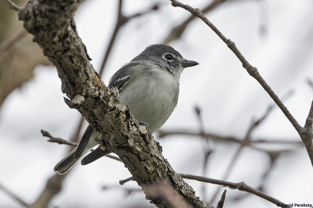 Plumbeous Vireo - David Pereksta