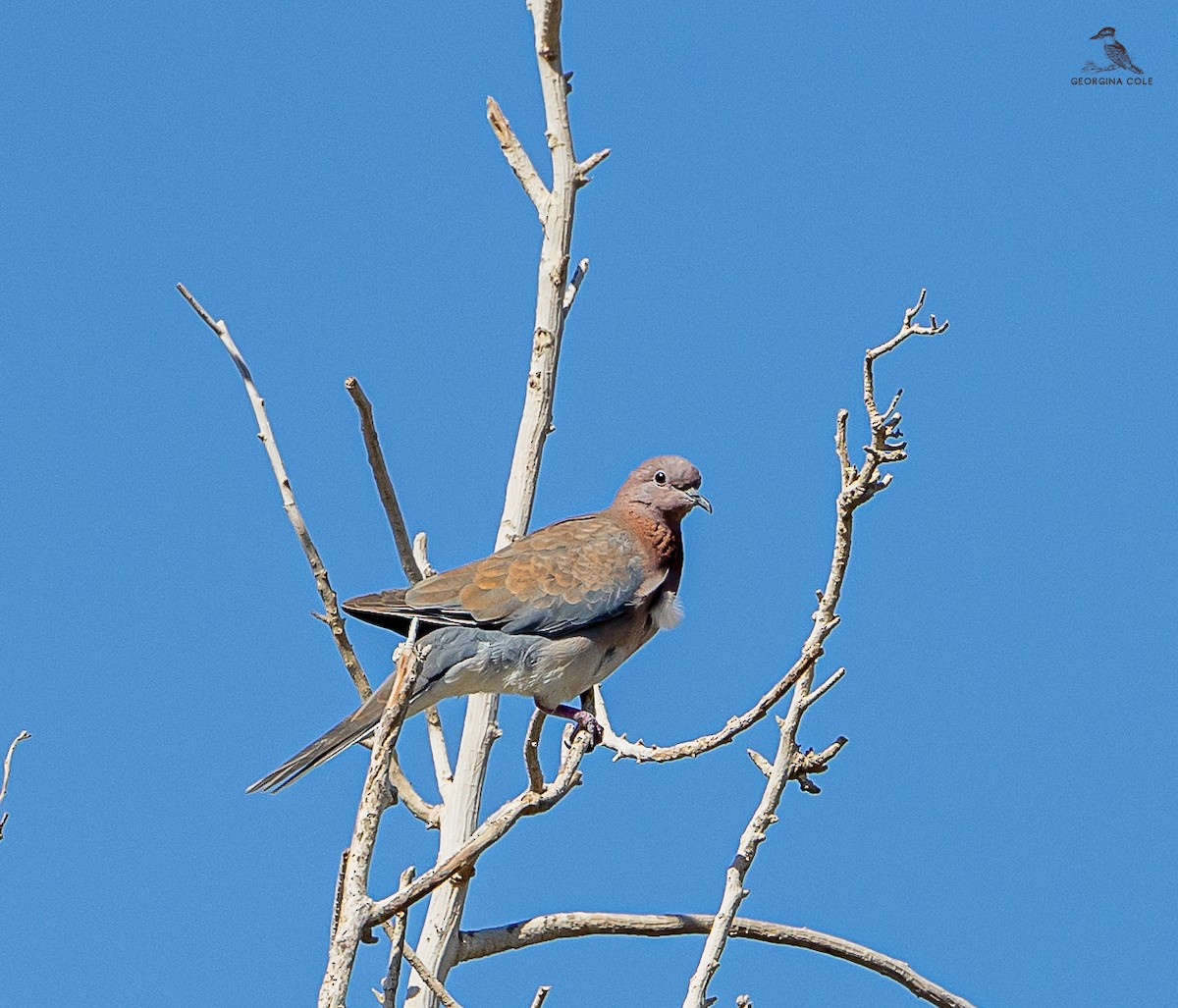 Laughing Dove - ML614553814
