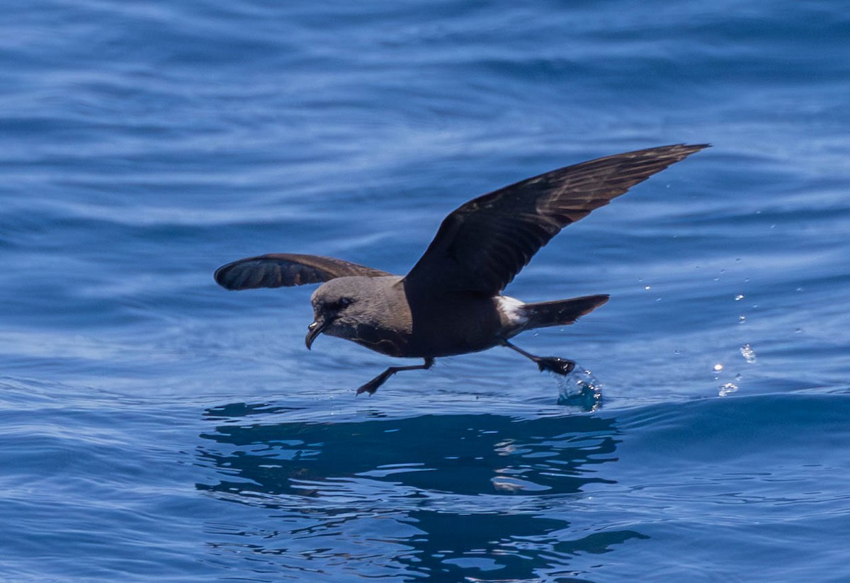 Townsend's Storm-Petrel - ML614553934