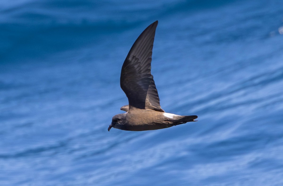 Townsend's Storm-Petrel - ML614553935