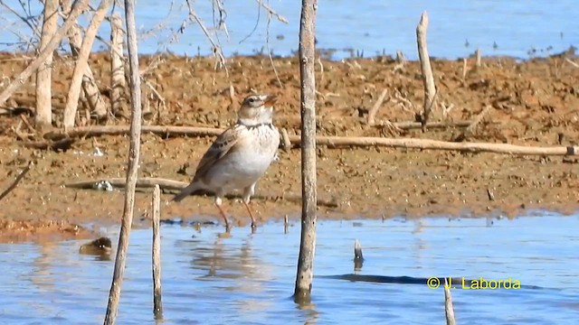 Calandra Lark - ML614554031