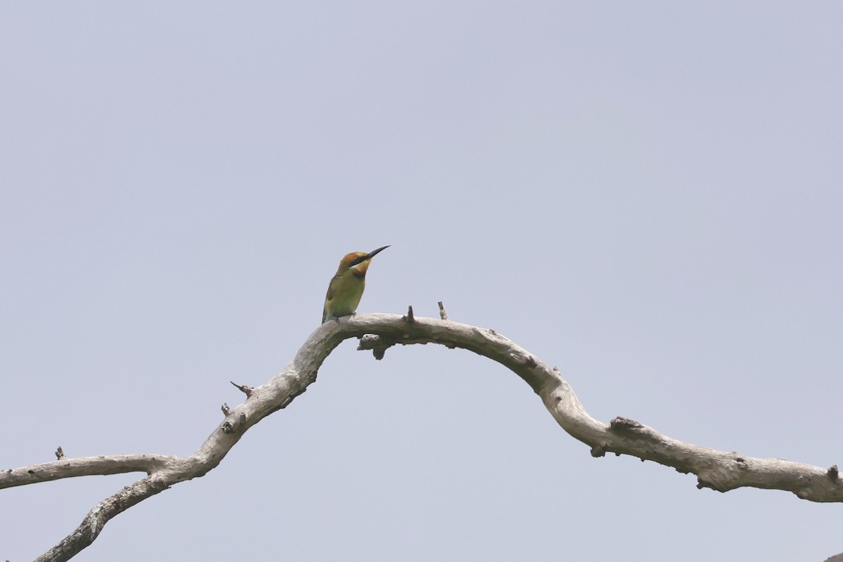 Rainbow Bee-eater - ML614554045