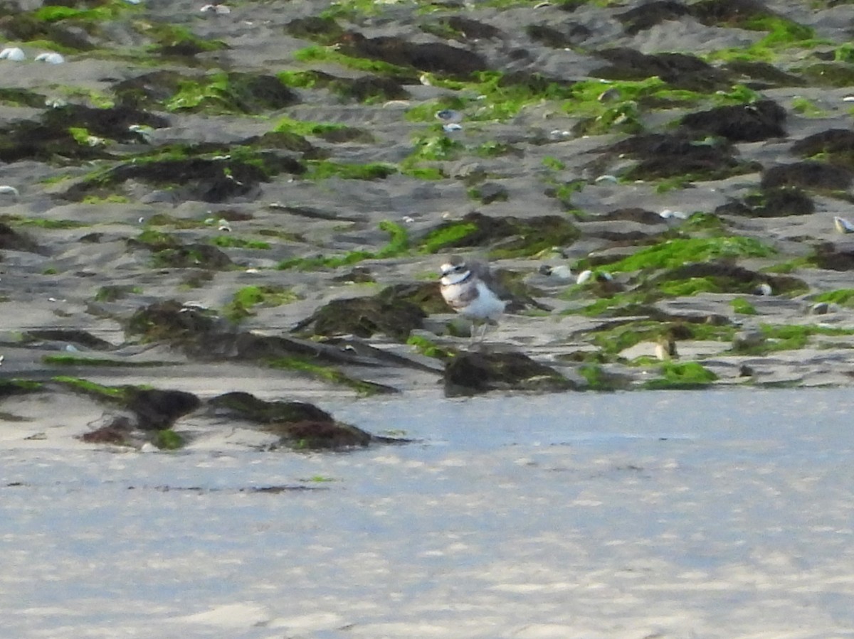 Double-banded Plover - ML614554134