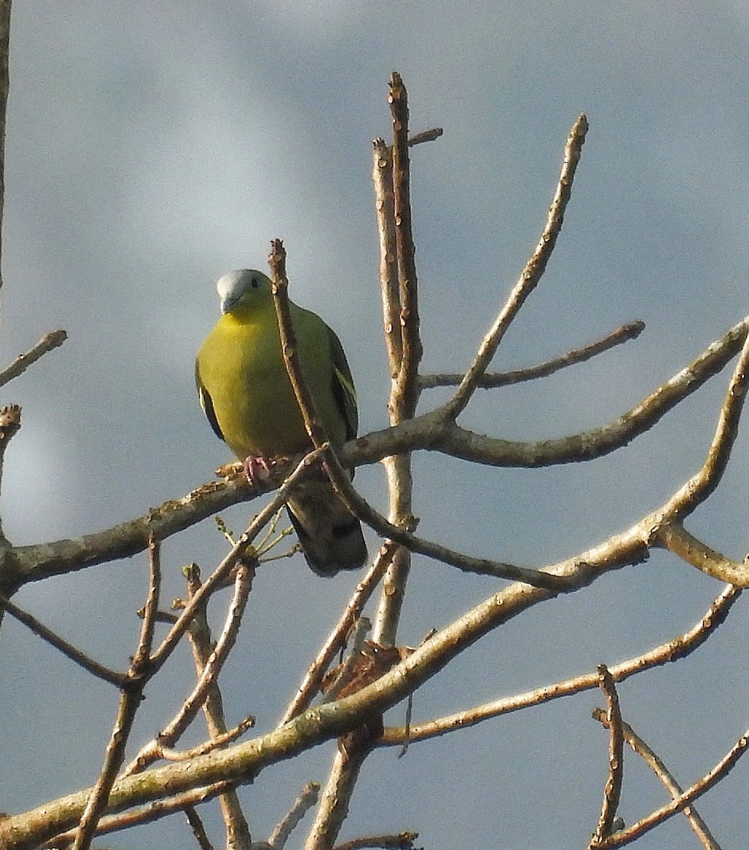 Gray-fronted Green-Pigeon - ML614554143