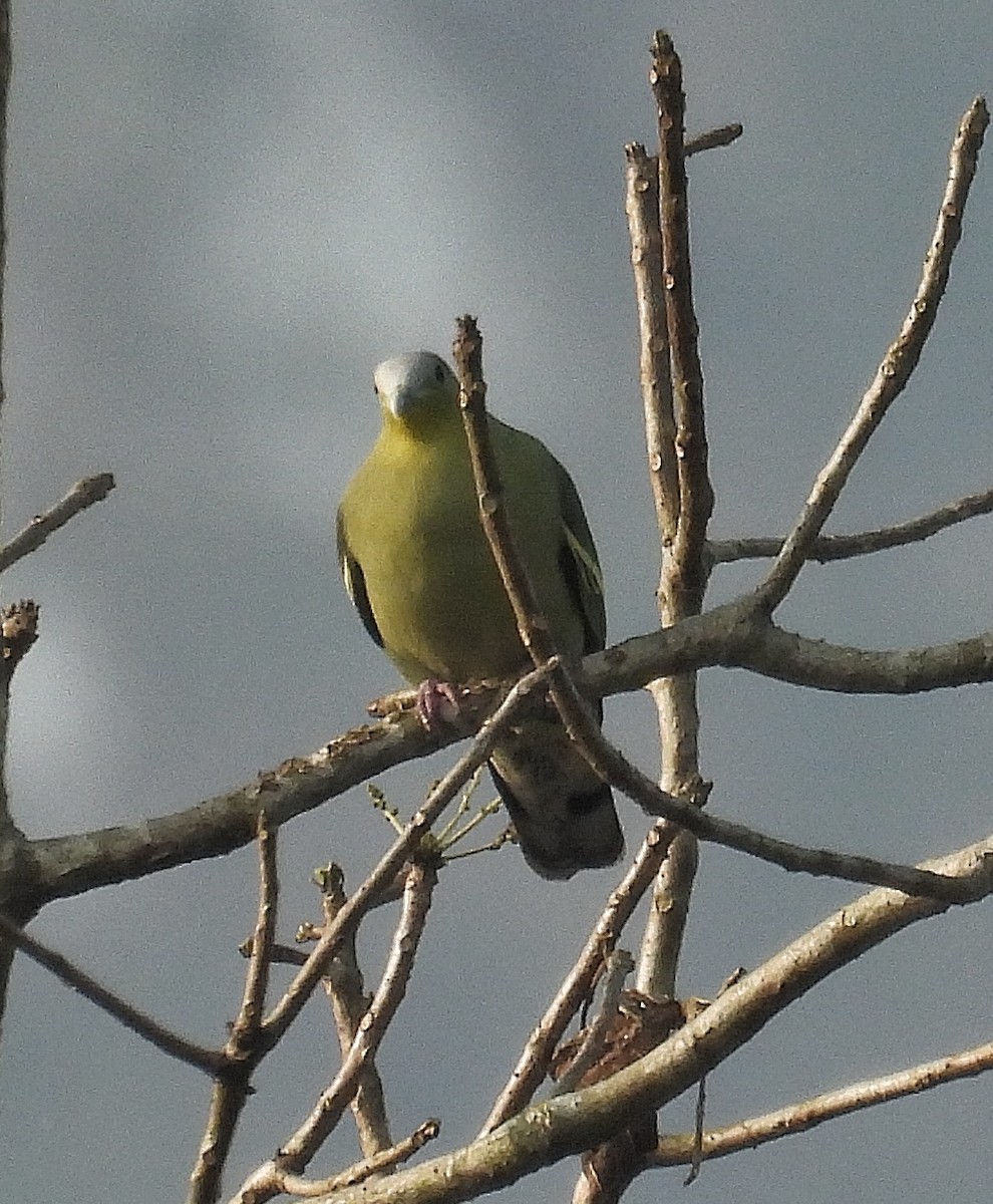 Gray-fronted Green-Pigeon - ML614554144