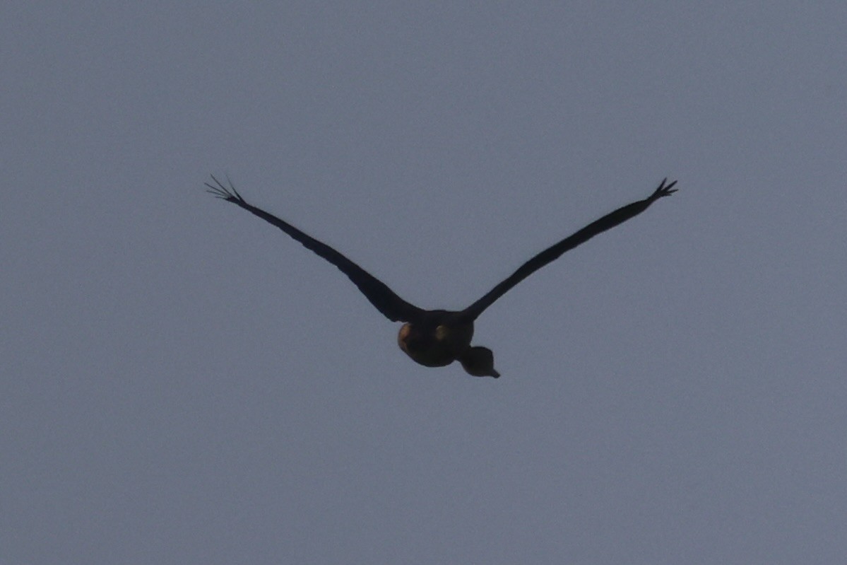 Lesser Whistling-Duck - ML614554151