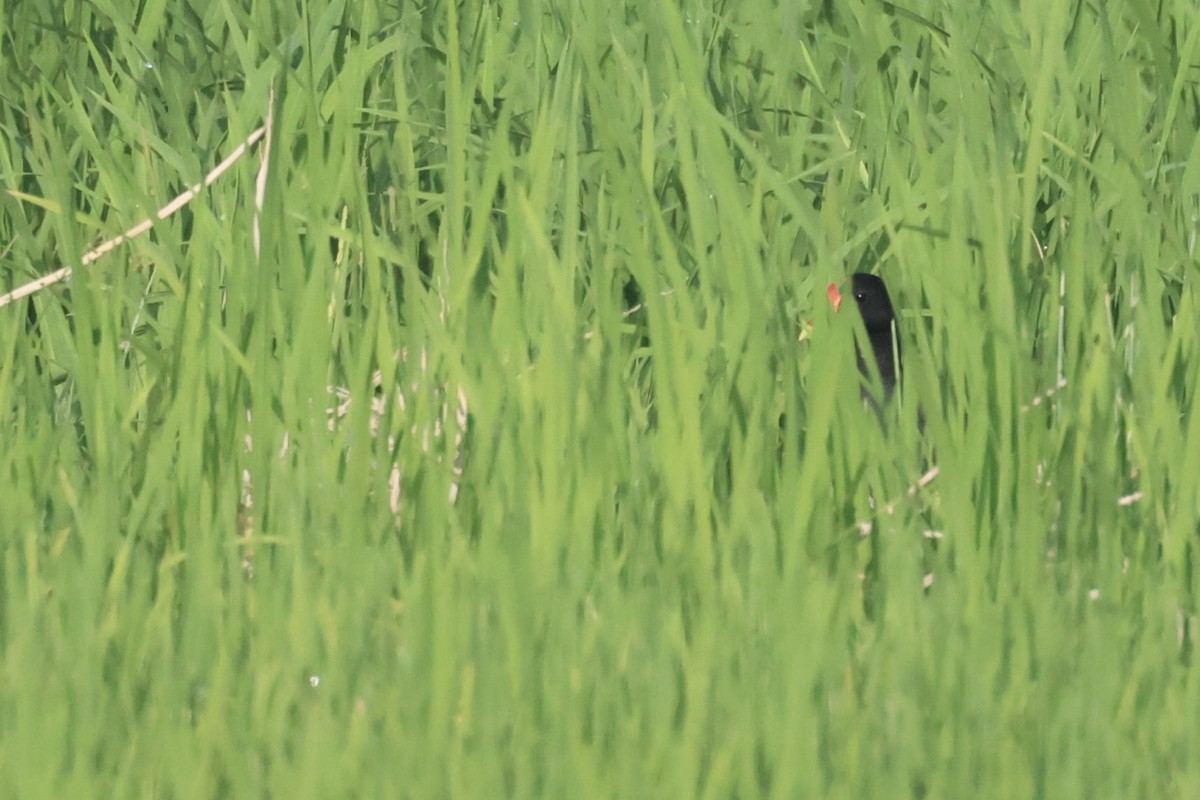 Eurasian Moorhen - ML614554154