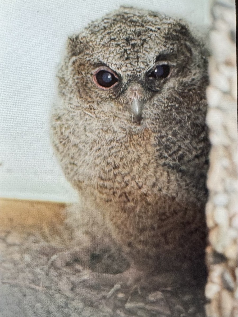 Collared Scops-Owl - ML614554190