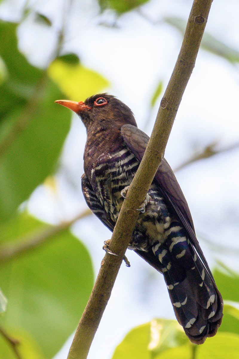 Violet Cuckoo - ML614554203