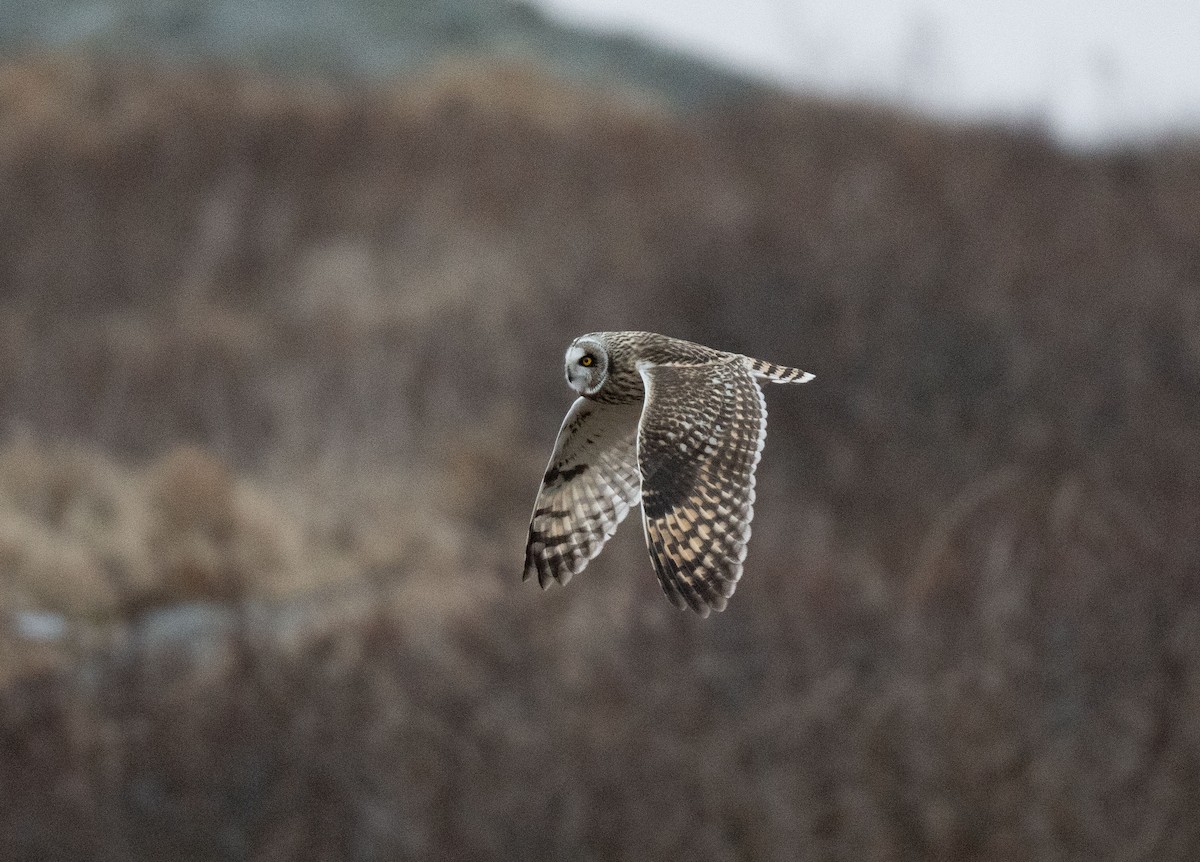 Short-eared Owl - ML614554213