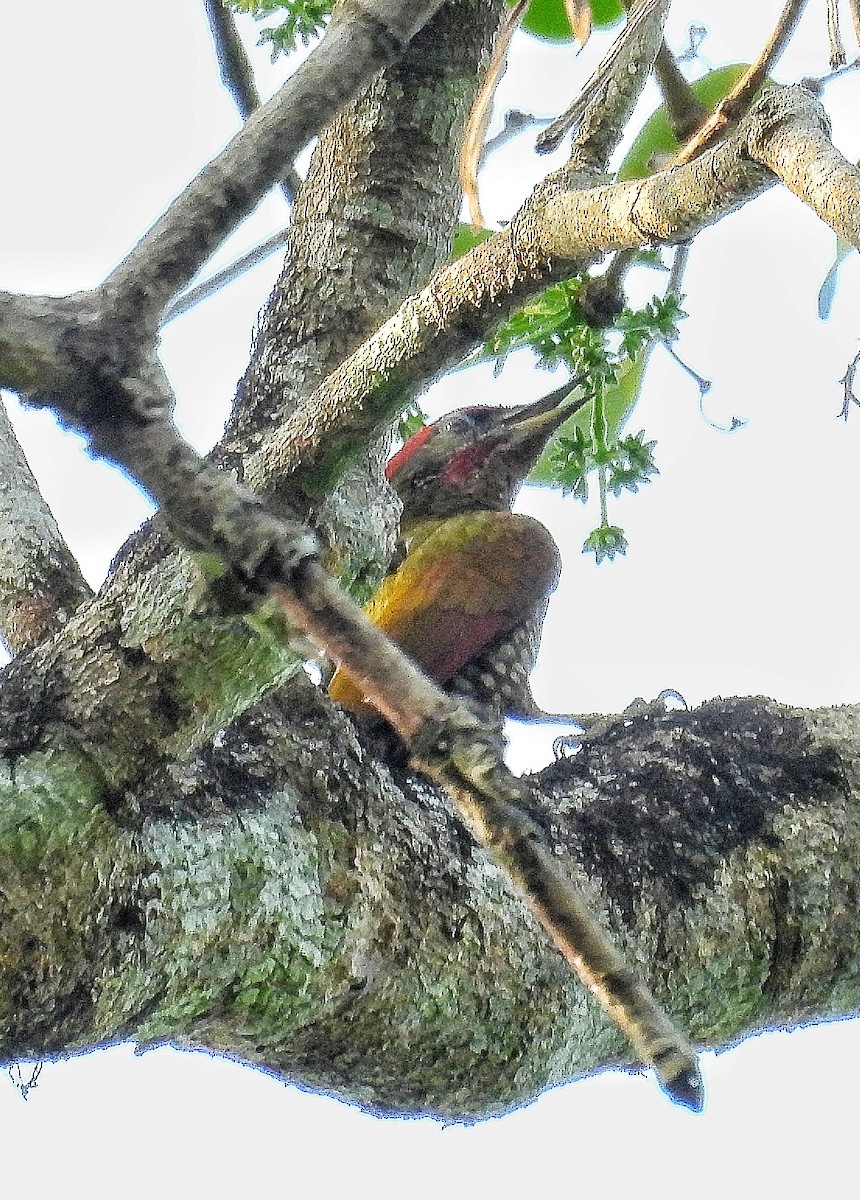 Lesser Yellownape - Santhi  K