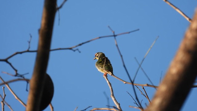 Coppersmith Barbet (Western Yellow-faced) - ML614554267