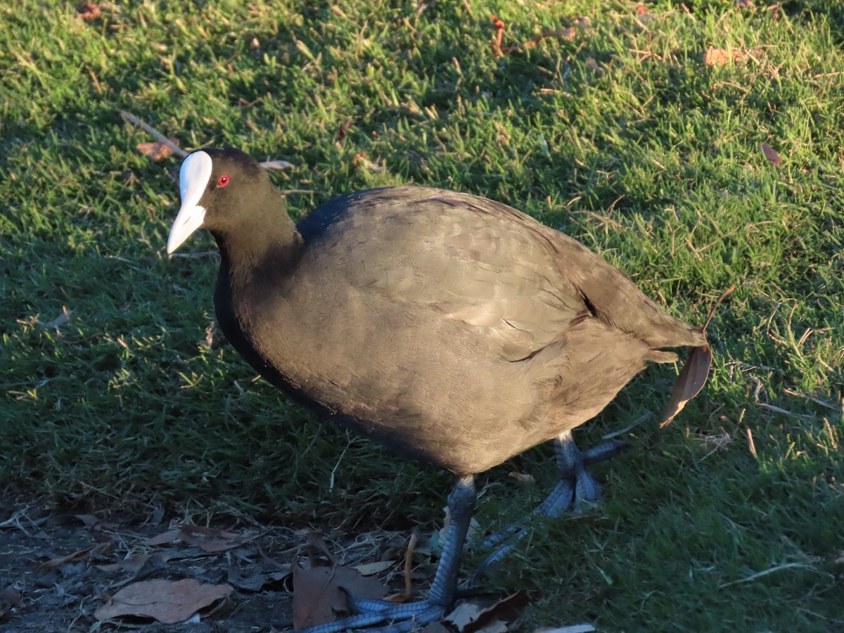 Eurasian Coot - ML614554281