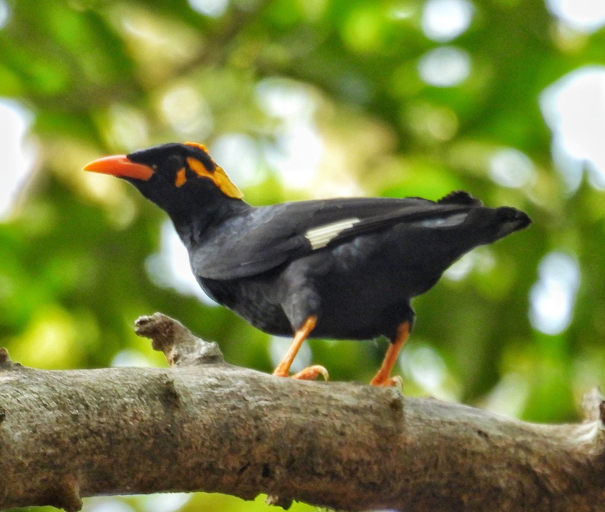 Southern Hill Myna - Santhi  K