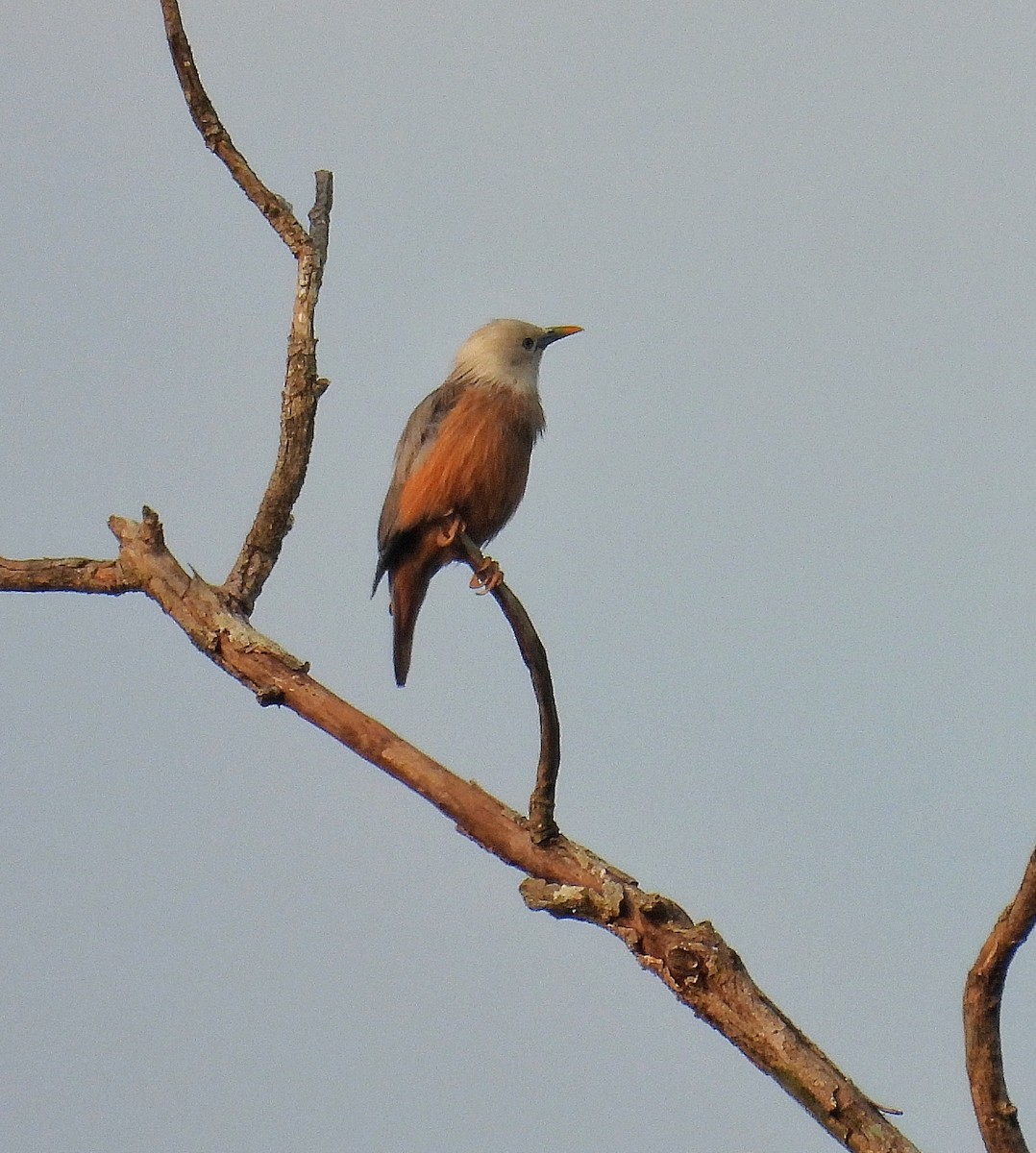 Malabar Starling - Santhi  K