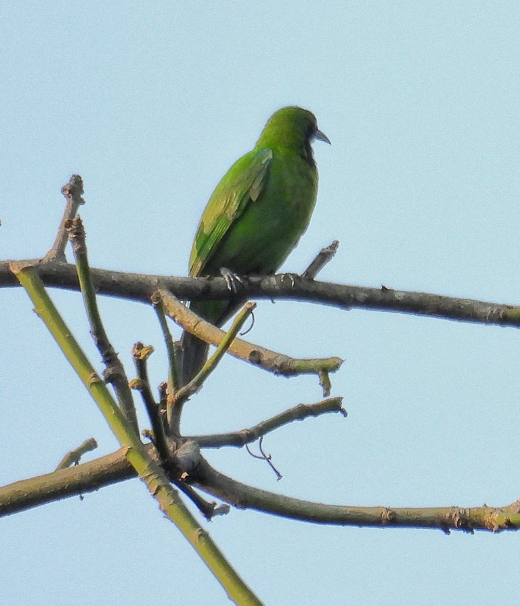 Golden-fronted Leafbird - Santhi  K