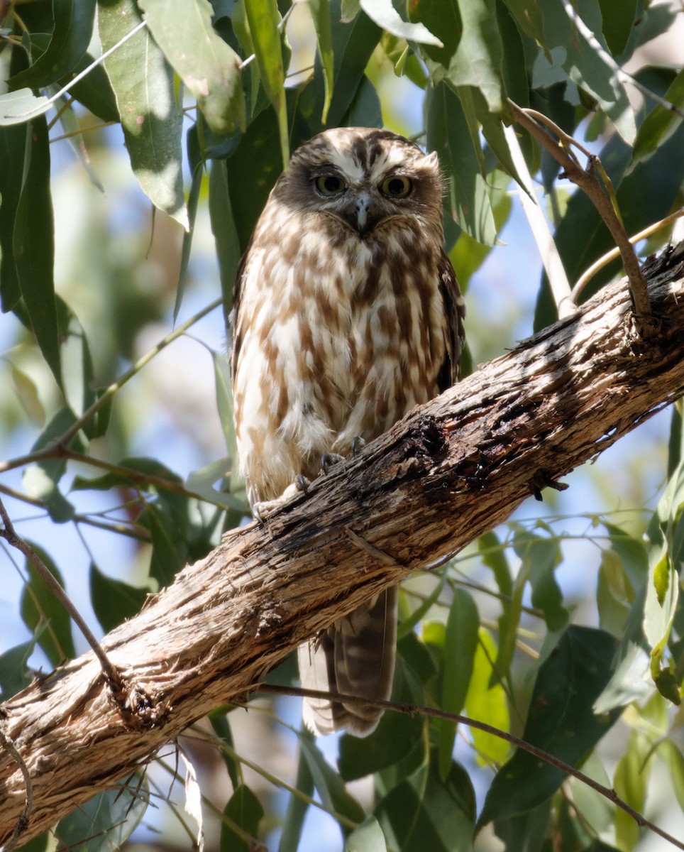 Southern Boobook - Peter Bennet