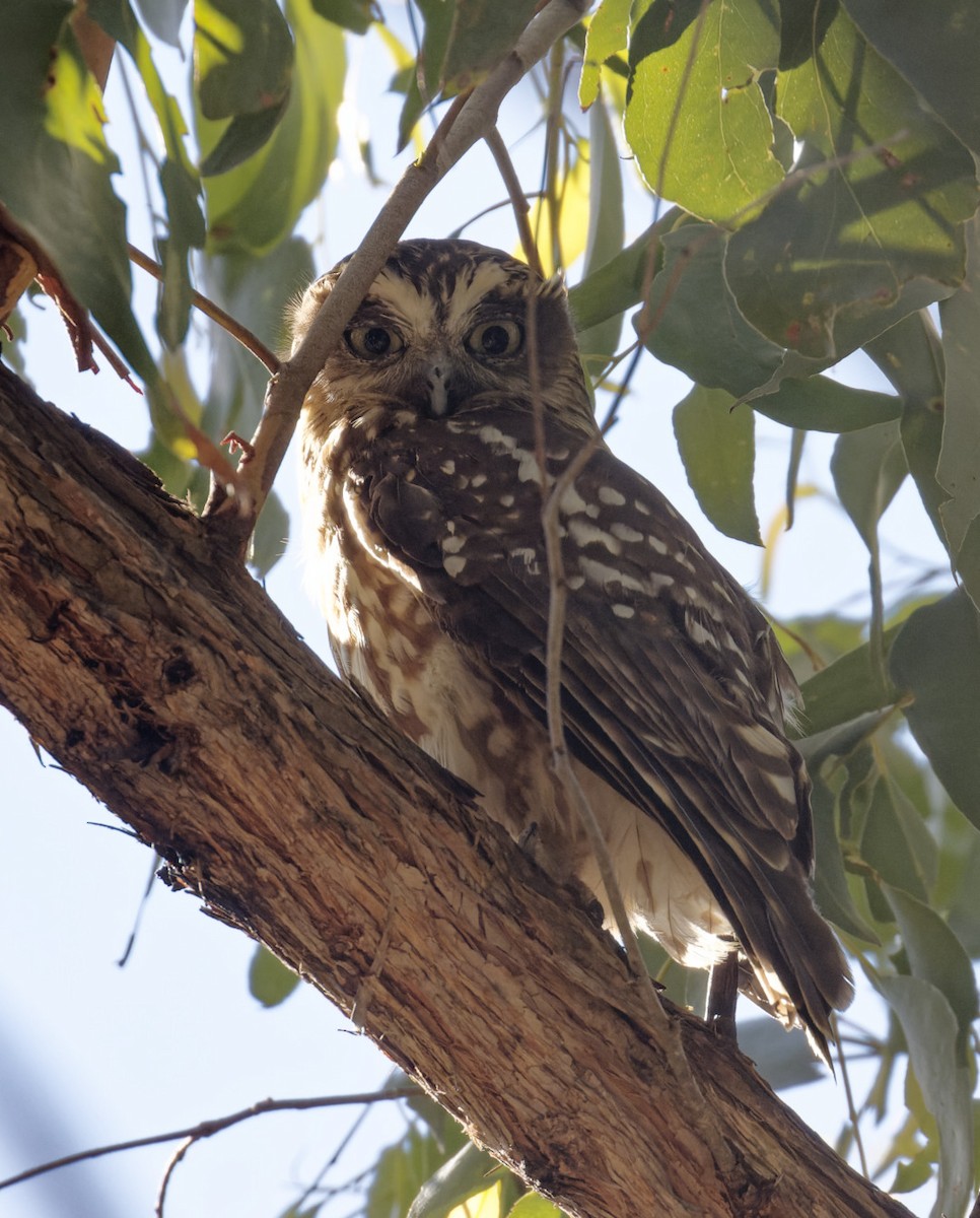 Southern Boobook - Peter Bennet