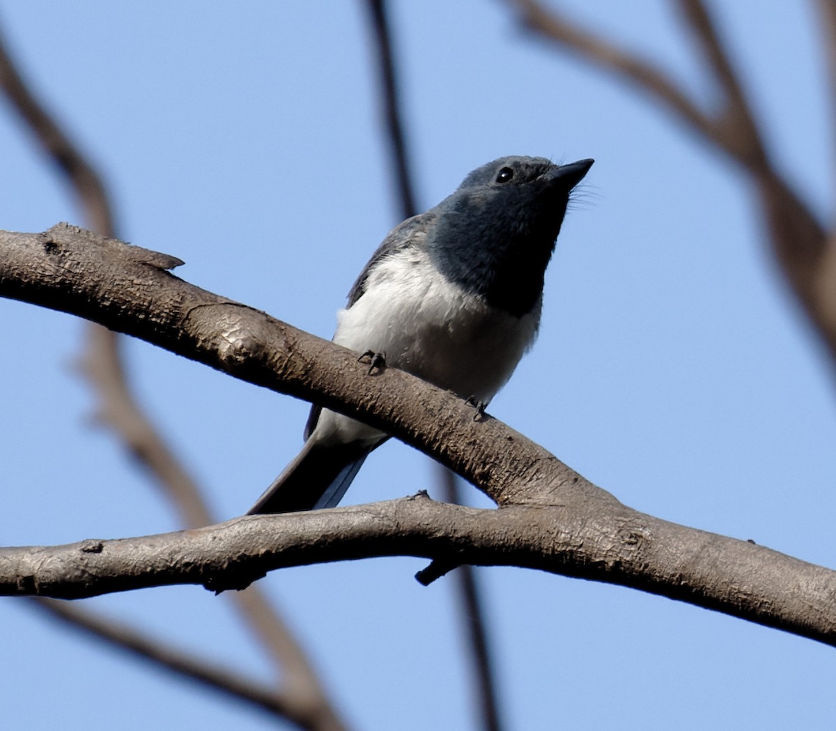 Leaden Flycatcher - Peter Bennet