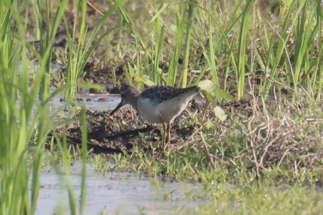 Wood Sandpiper - ML614554339