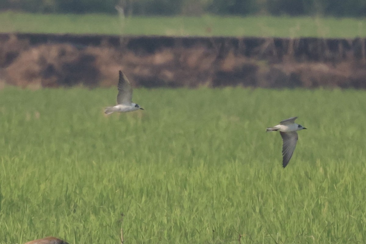 White-winged Tern - ML614554366