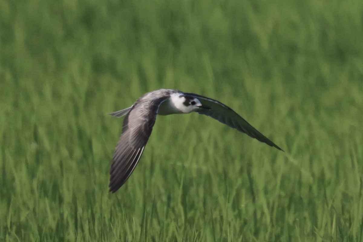 White-winged Tern - ML614554367