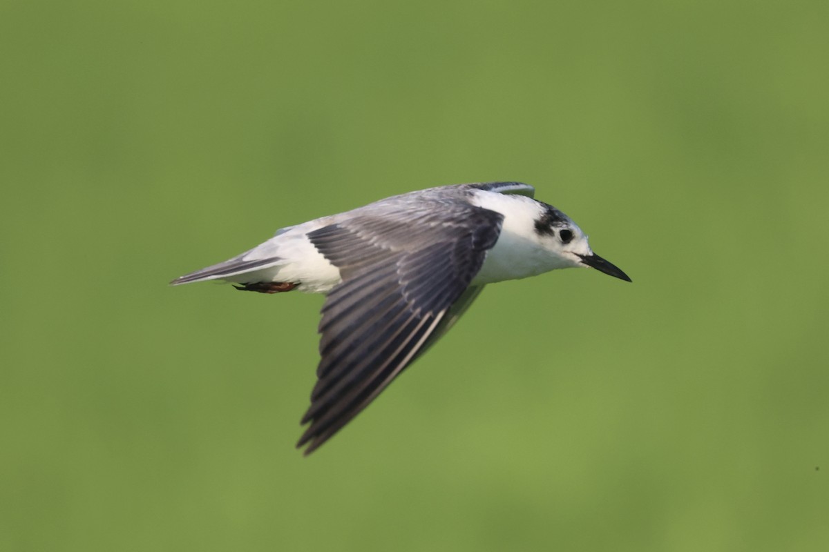 White-winged Tern - Andrew William