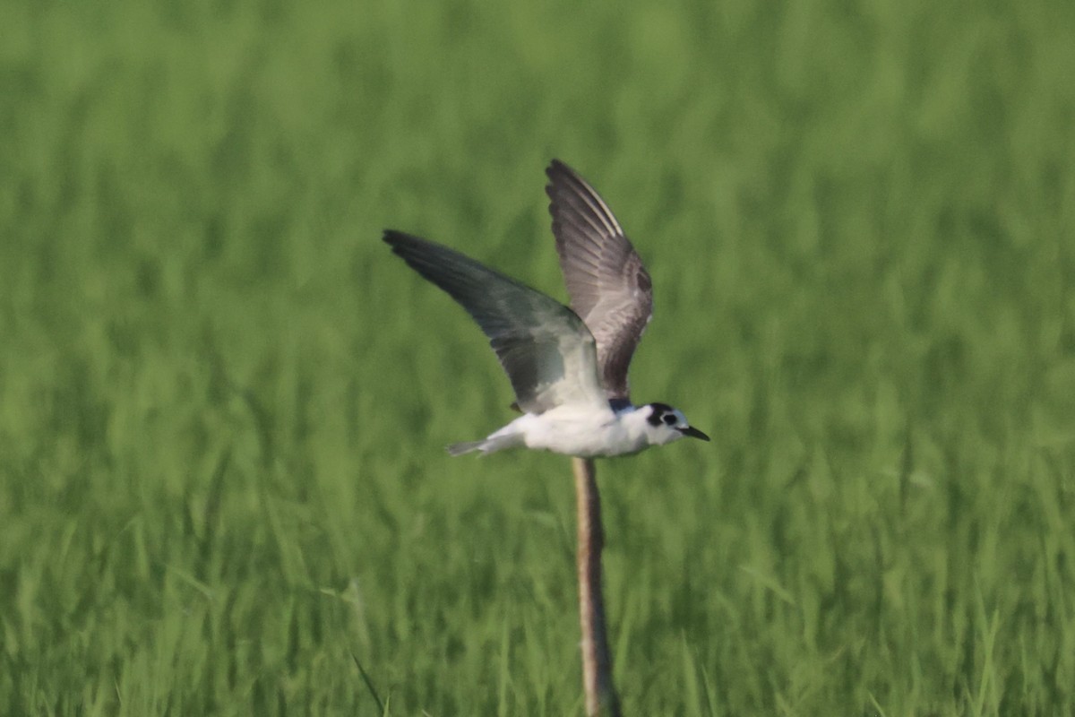 White-winged Tern - ML614554370