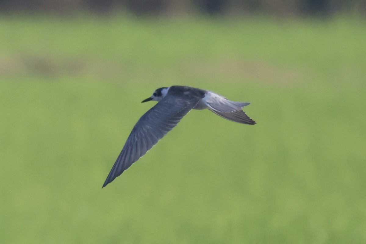 White-winged Tern - ML614554375