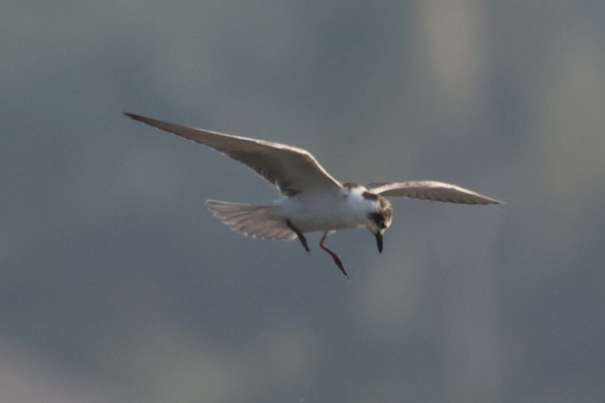 White-winged Tern - ML614554376