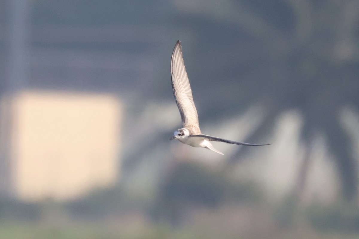White-winged Tern - ML614554377