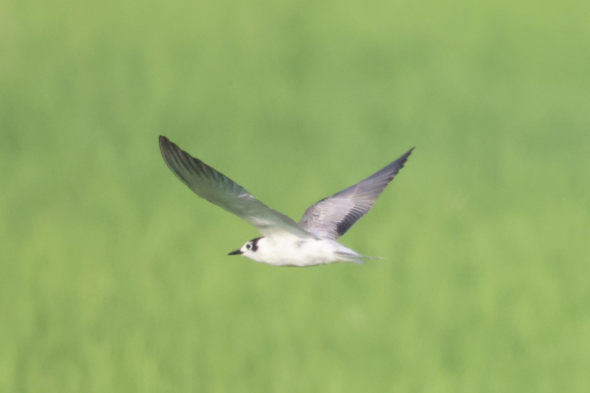 White-winged Tern - ML614554379